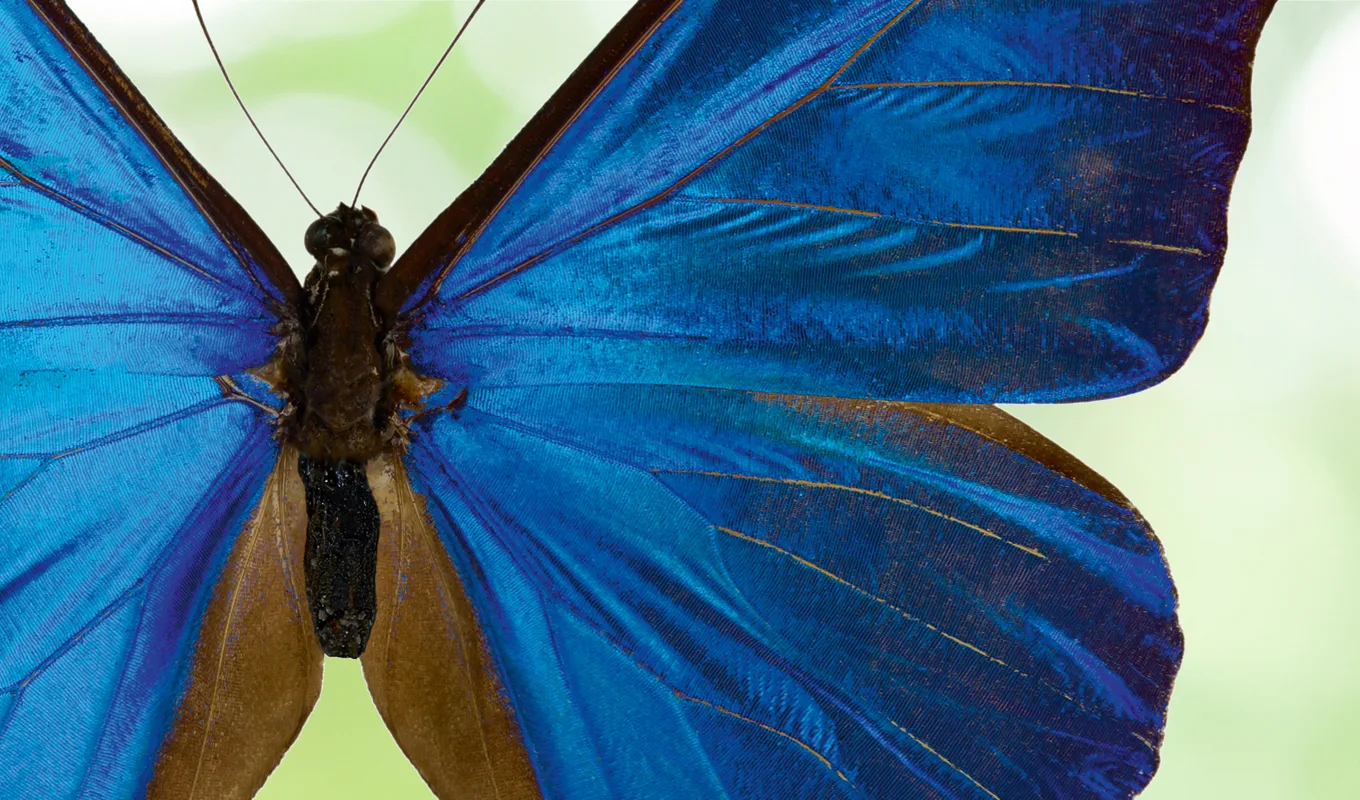 Biomimicry Business Change Manager